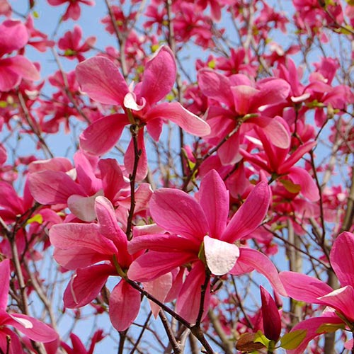 Magnolia Galaxy, P9 interface.image 1 interface.art 9078