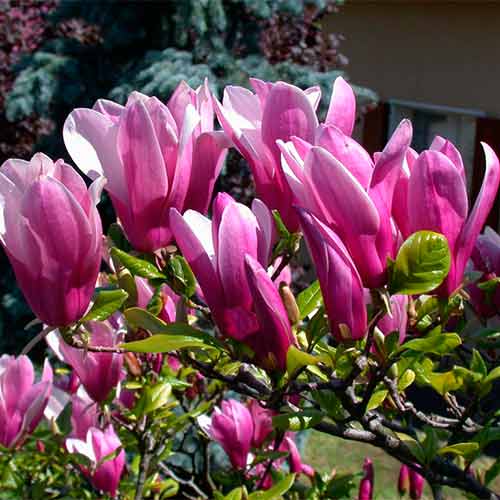 Magnolia George Henry Kern interface.image 1 interface.art 2334