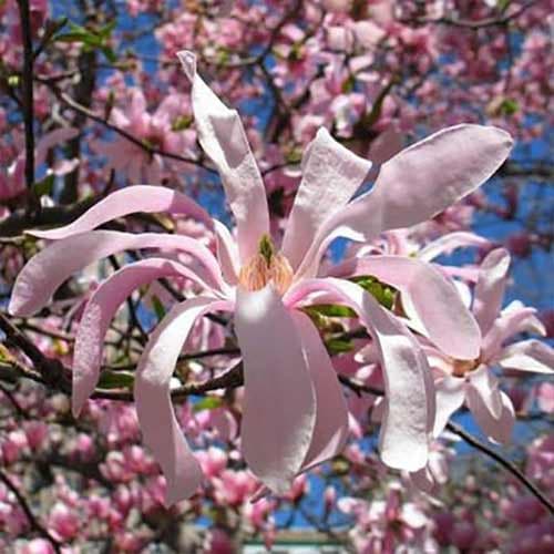 Magnolia gwiaździsta Rosea interface.art zdjęcie 1 Magnolia gwiaździsta Rosea interface.image 1 interface.art 4770