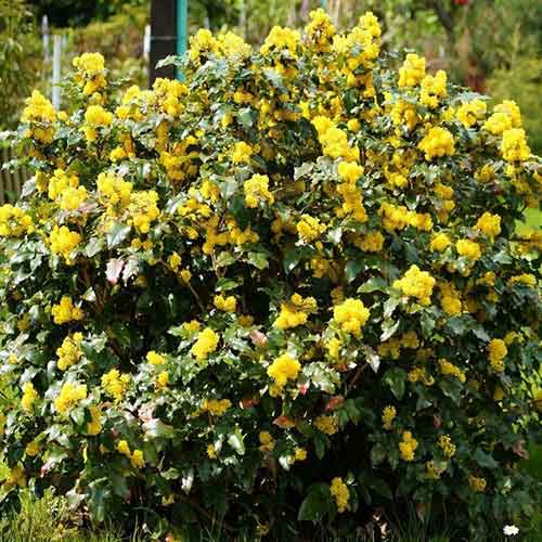 Mahonia pospolita interface.image 1 interface.art 4771