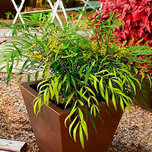 Mahonia Sweet Winter interface.image 1 interface.art 5617