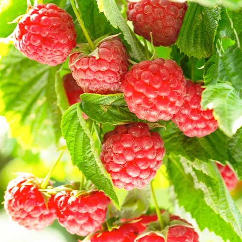 Malina Autumn First interface.image 1 interface.art 5836