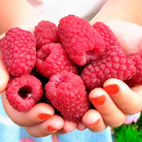 Malina powtarzająca Cascade Delight interface.image 1 interface.art 7530