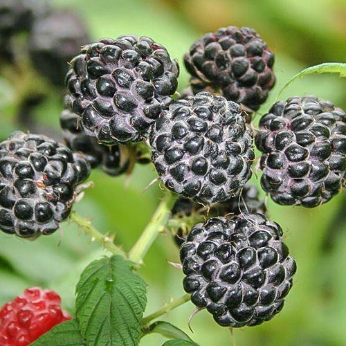 Malina czarna interface.image 1 interface.art 7696