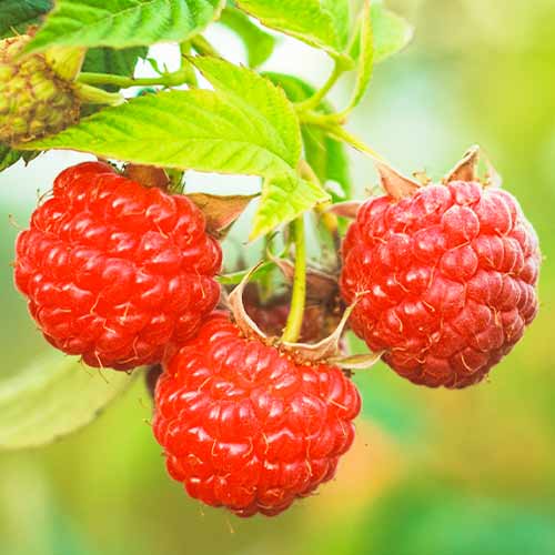 Malina Dorman Red interface.image 1 interface.art 5838