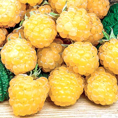 Malina Fall Gold interface.art zdjęcie 1 Malina Fall Gold interface.image 1 interface.art 7618