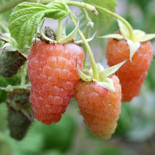 Malina Gigant pomarańczowa interface.image 1 interface.art 7528