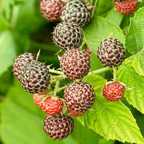 Malina Glen Coe interface.image 1 interface.art 7548