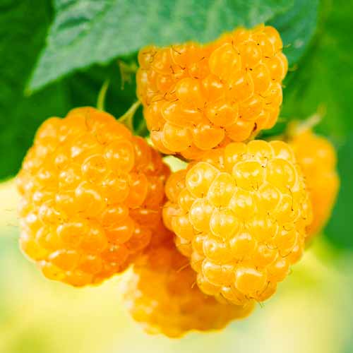 Malina Golden Everest, Р9 interface.image 1 interface.art 5840