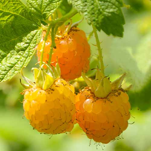 Malina powtarzająca Golden Queen, Р9 interface.image 1 interface.art 7608