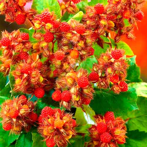 Malina japońska interface.image 1 interface.art 7561