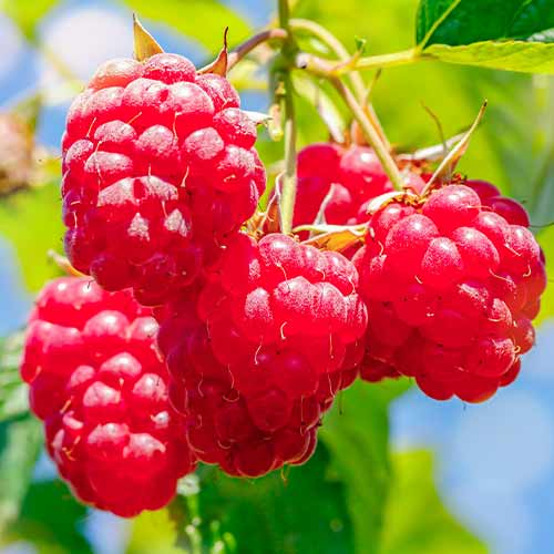 Malina Malling Promise interface.art zdjęcie 1 Malina Malling Promise interface.image 1 interface.art 5841