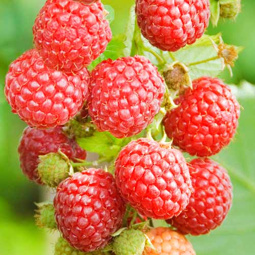 Malina powtarzająca Pokusa interface.image 1 interface.art 7543