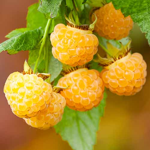 Malina powtarzająca All Gold interface.image 1 interface.art 7699