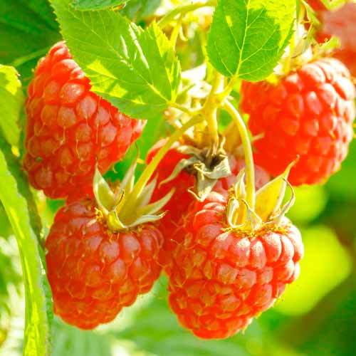 Malina Heritage Red, Р9 interface.image 1 interface.art 7616