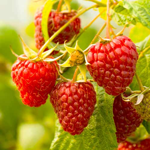 Malina powtarzająca Gigant czerwona, Р9 interface.image 1 interface.art 7536