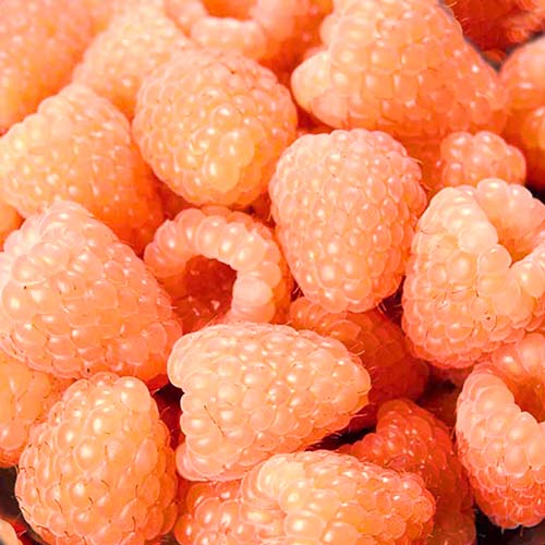 Malina powtarzająca owocowanie Gigant pomarańczowa interface.image 1 interface.art 7537