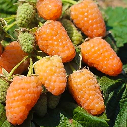 Malina powtarzająca owocowanie pomarańczowa interface.image 1 interface.art 7542