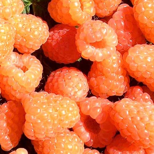 Malina powtarzająca owocowanie Valentina interface.image 1 interface.art 7533