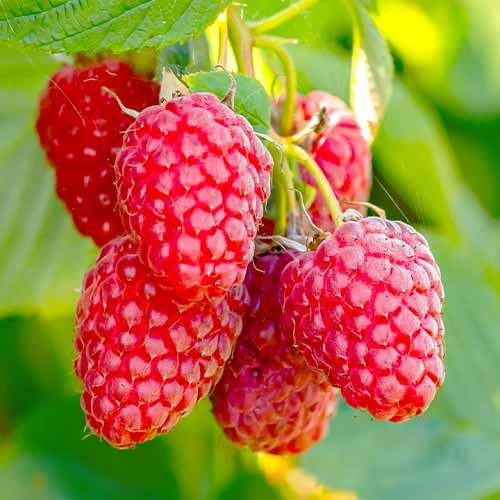 Malina powtarzająca Polana, Р9 interface.image 1 interface.art 7544