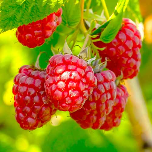 Malina powtarzająca Polka, Р9 interface.image 1 interface.art 7545