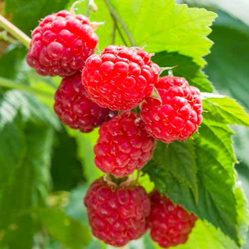 Malina powtarzająca Sugana, Р9 interface.image 1 interface.art 8036