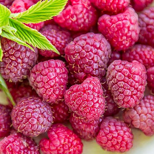 Malina purpurowa interface.image 1 interface.art 8038