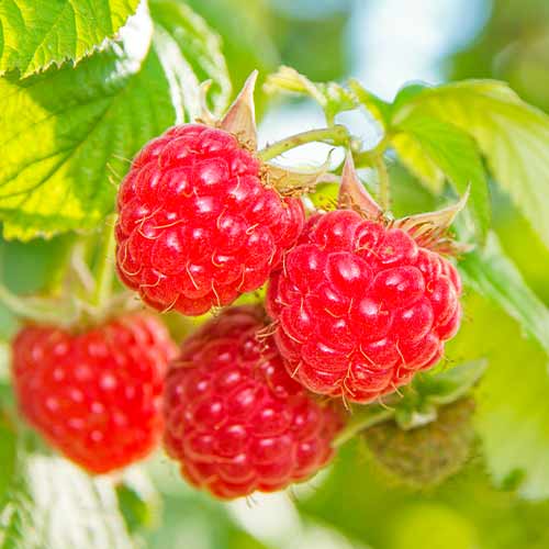 Malina Schonemann Red interface.art zdjęcie 1 Malina Schonemann Red interface.image 1 interface.art 5842