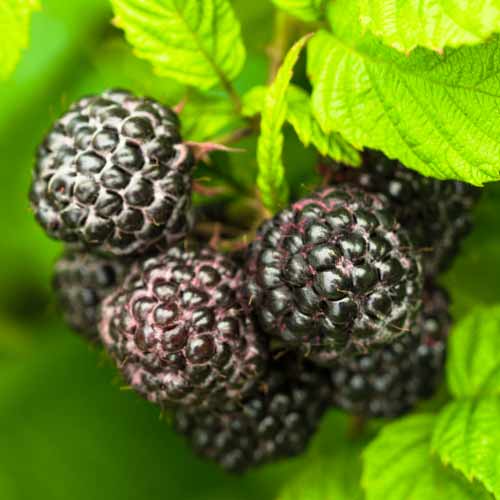 Malina czarna Black Jewel, Р9 interface.image 1 interface.art 7549