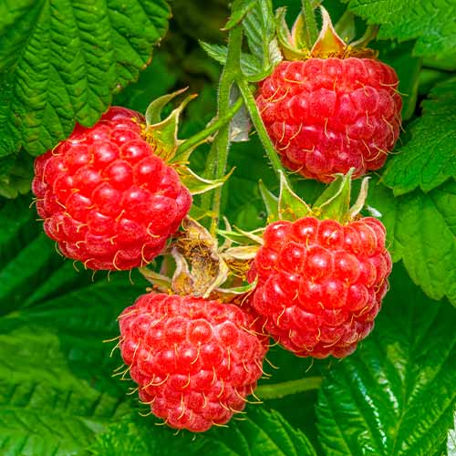 Malina Willamette interface.image 1 interface.art 7617