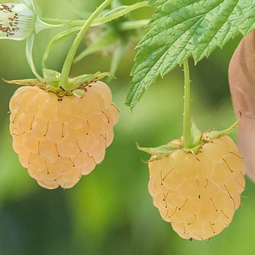 Malina Żółta interface.image 1 interface.art 8039