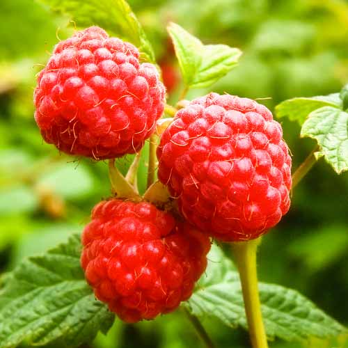 Malina powtarzająca Zewa, P9 interface.image 1 interface.art 1591