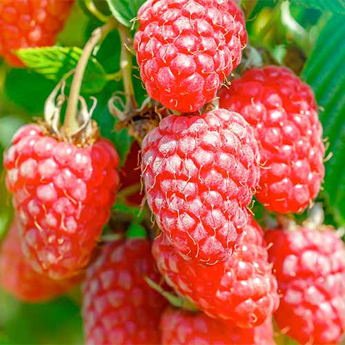 Malinojeżyna Gigant, Р9 interface.image 1 interface.art 7511