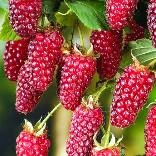 Malinojeżyna Red Diamond interface.image 1 interface.art 7512