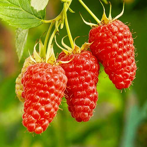 Malinojeżyna Tayberry Medana, Р9 interface.image 1 interface.art 7510