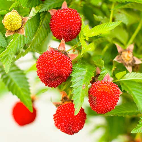 Malinotruskawka interface.image 1 interface.art 9602