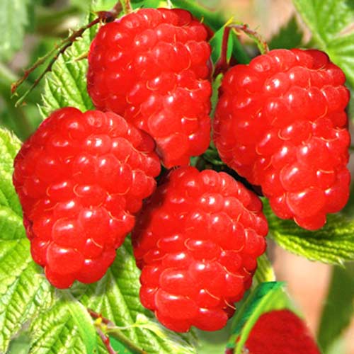 Malina olbrzymia czerwona interface.image 1 interface.art 7557