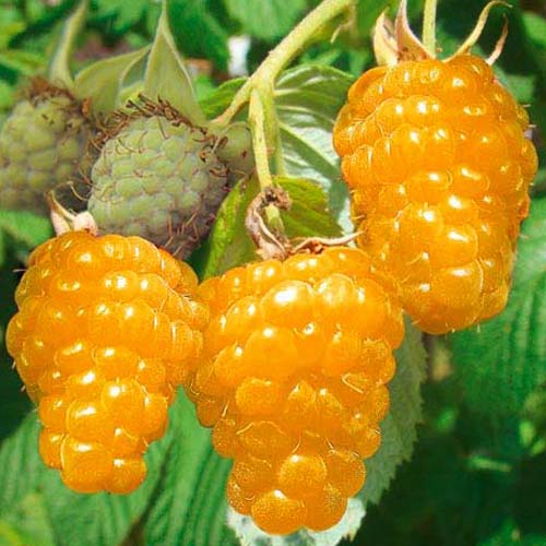 Malina olbrzymia żółta interface.image 1 interface.art 7556