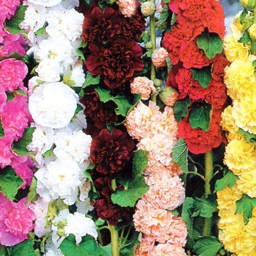 Malwa, mieszanka interface.image 1 interface.art 8771