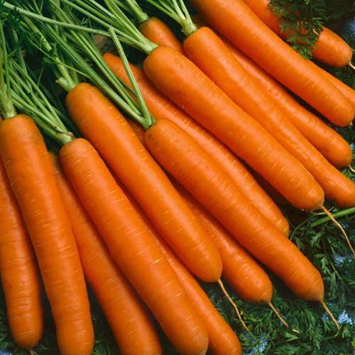 Marchew jadalna Typ Baby interface.image 1 interface.art 66692