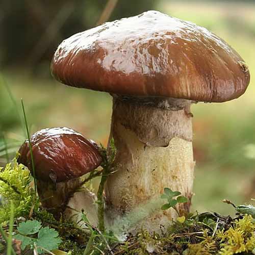 Maślak interface.image 2 interface.art 9734