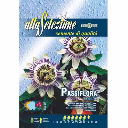 Męczennica błękitna Morami interface.image 1 interface.art 96337