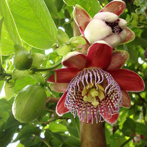 Męczennica (Passiflora) Alata Red interface.art zdjęcie 1 Męczennica (Passiflora) Alata Red interface.image 1 interface.art 77815