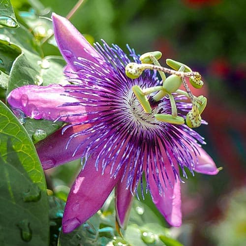 Męczennica (Passiflora) Purple interface.image 1 interface.art 76702