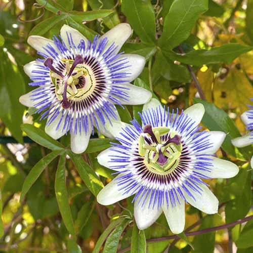 Męczennica (Passiflora) White-Blue interface.image 1 interface.art 76700