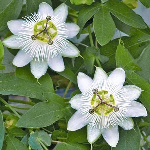 Męczennica (Passiflora) White interface.image 1 interface.art 76701