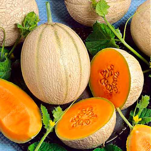 Melon Malaga F1 interface.image 1 interface.art 66695