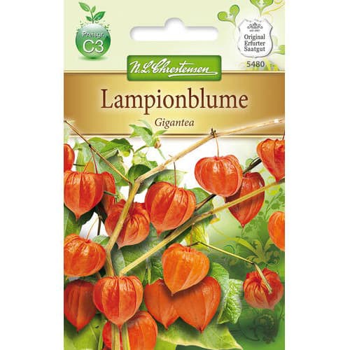 Miechunka ozdobny Gigantea interface.image 1 interface.art 78976