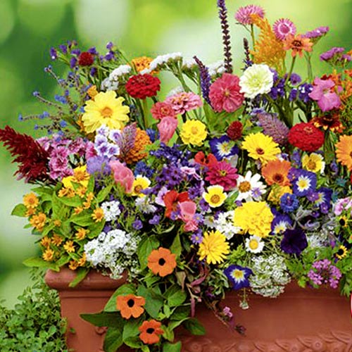 Mieszanka balkonowa interface.image 1 interface.art 8773