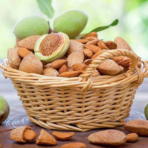 Migdałowiec samopylny interface.image 1 interface.art 4274